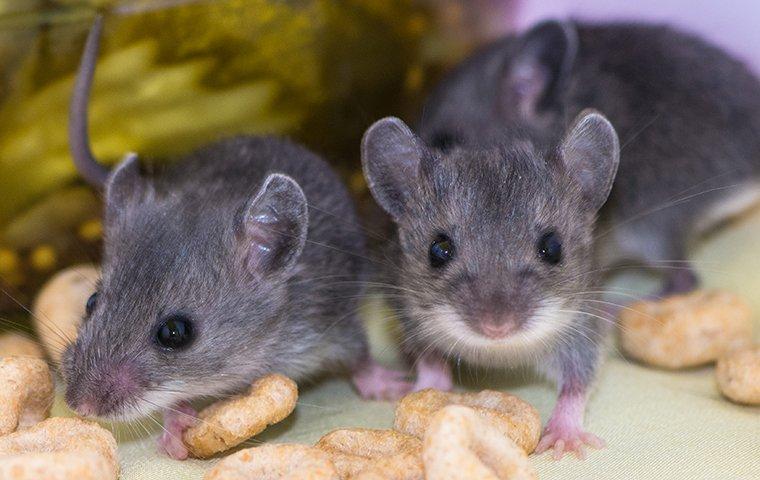 house mouse infestation in a dallas kitchen