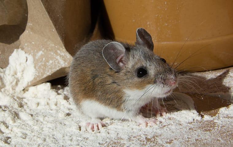 a house mouse in a frisco texas food pantry