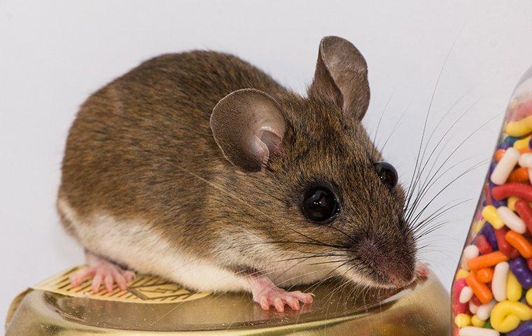 a house mouse sitting in a pantry