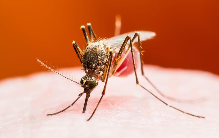 a mosquito biting a frisco resident as they are in a texas backyard durring fall season