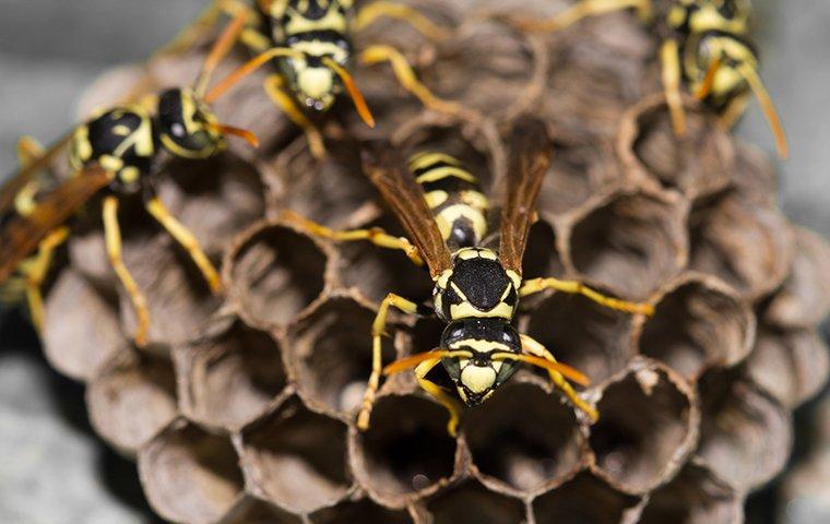 a paper wasp crawling on a nest