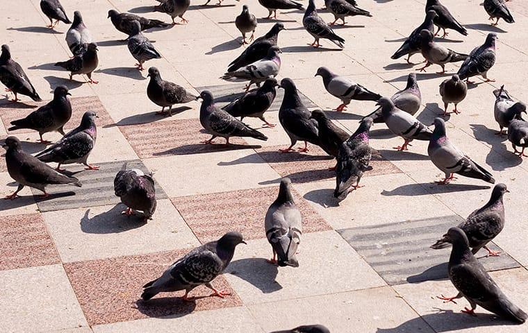 a flock of pigeons outdie of a dallas texas commercial building