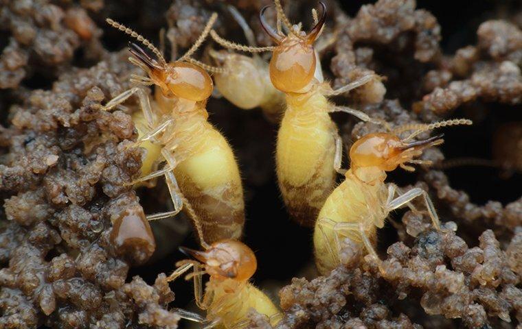 termites crawling on a chewed wood shed