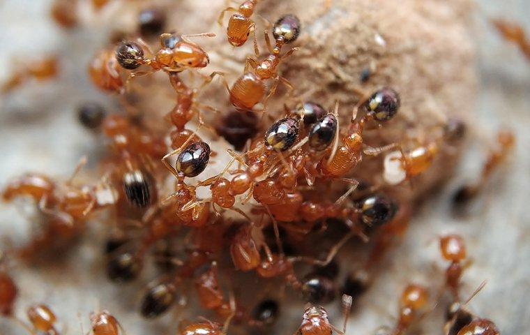 a red ant colony eating food