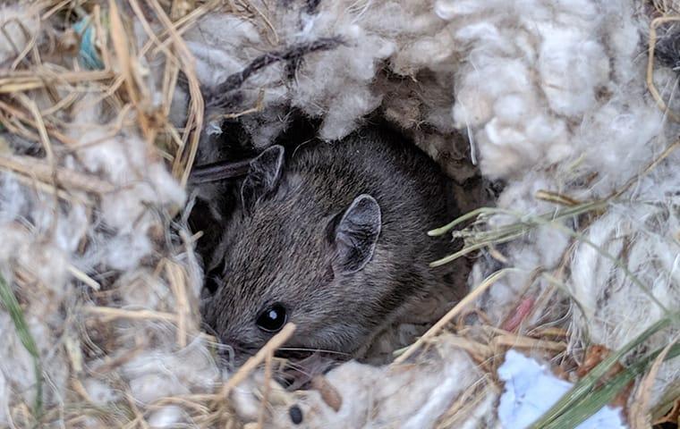 a house mouse hiding in the insolation between a frisco texas residential propertys walls