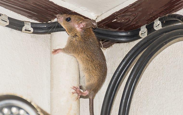 a mouse in a frisco texas home climbing on wires