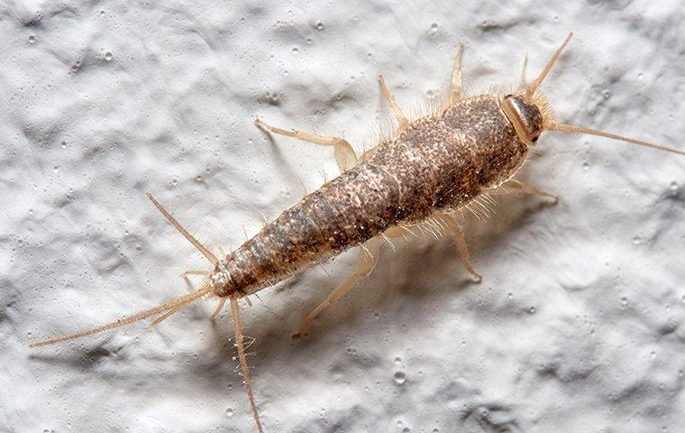 silverfish crawling on shower wall