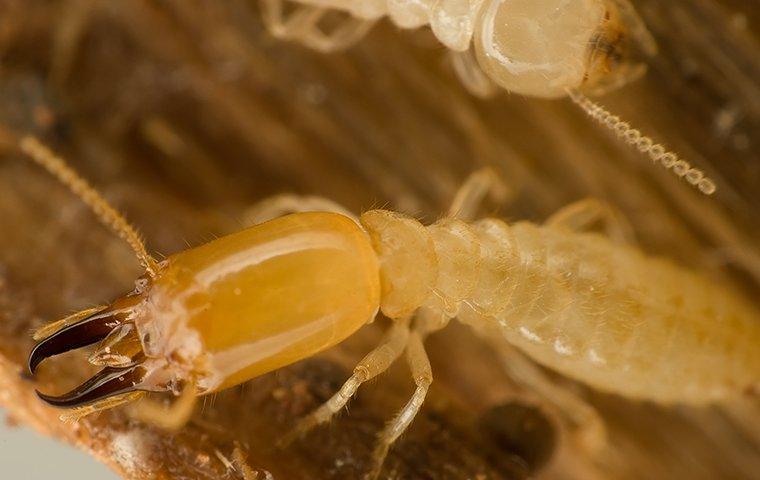 up close image of a subterranean termite crawling on wood