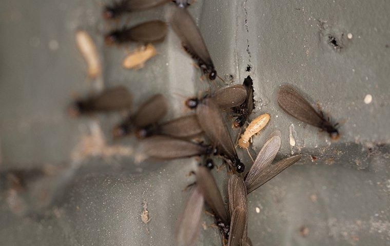 a colony of swarming termites crawling on a wall