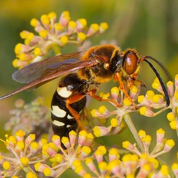 a cicada killer wasp pollinating flowers in dallas texas