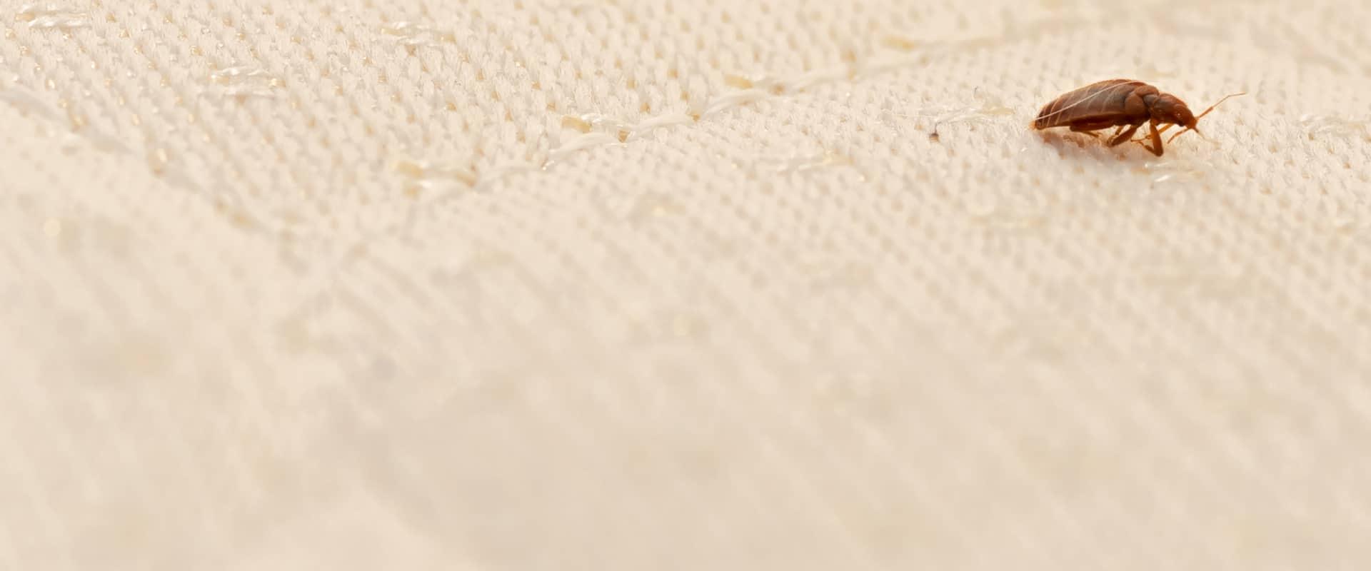 a bed bug crawling on a mattress in a home in richardson texas