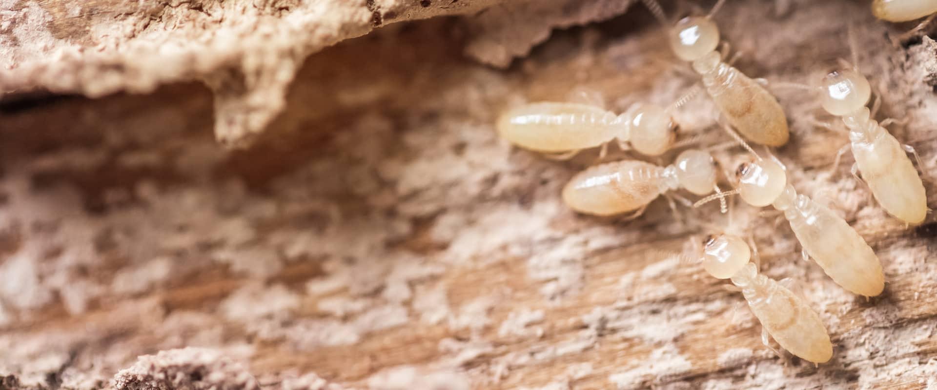 several termites crawling on damaged wood at a home in dallas texas