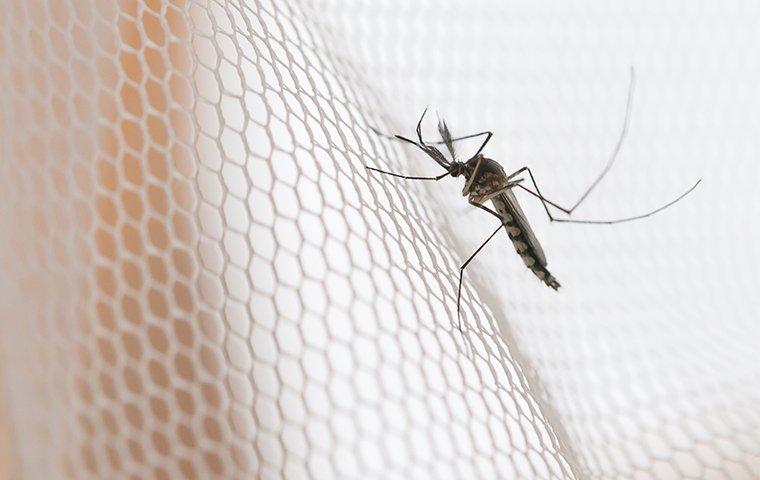 a mosquito on a white mosquito net