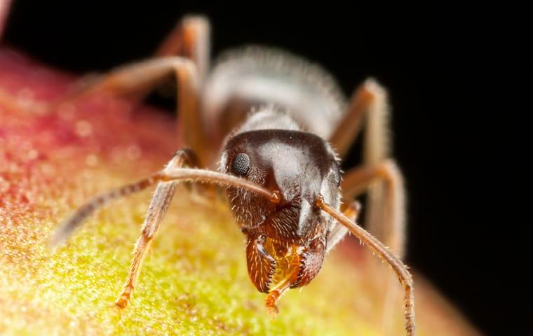 a pharaoh ant crawling on fruit in a kitchen in little elm texas