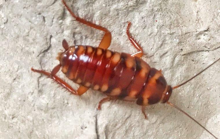 a brown banded cockroach crawling on a kitchen counter in allen texas