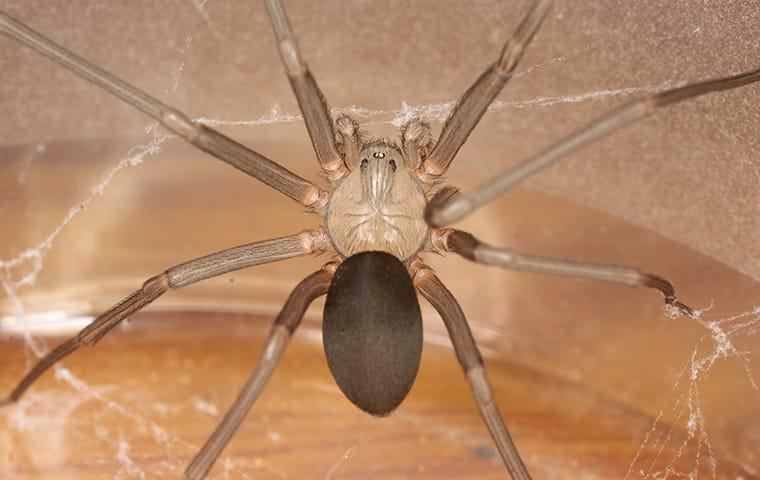 a brown recluse spider crawling on a home in flower mound texas