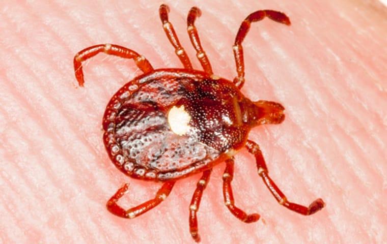 a lone star tick crawling on a persons skin in dallas texas
