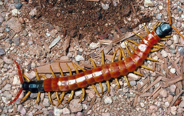a centipede crawling on the ground outside a home in carrollton texas