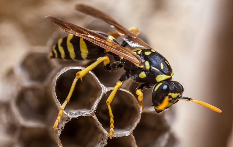 a paper wasp building a nest at a home in highland park texas