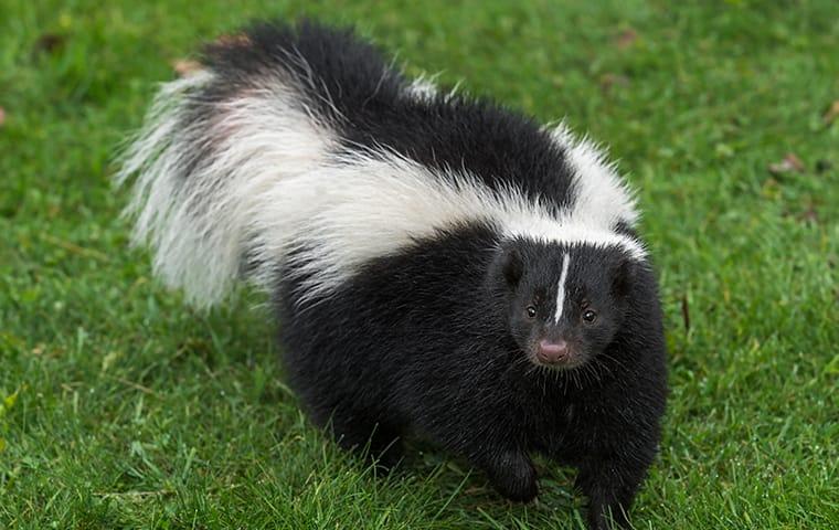 a skunk walking on a lawn at a home in lewisville texas