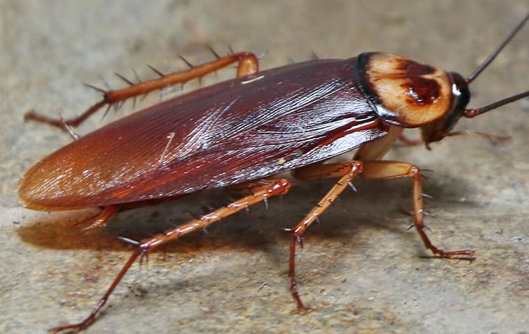 an american cockroach crawling on the floor in a dallas texas office