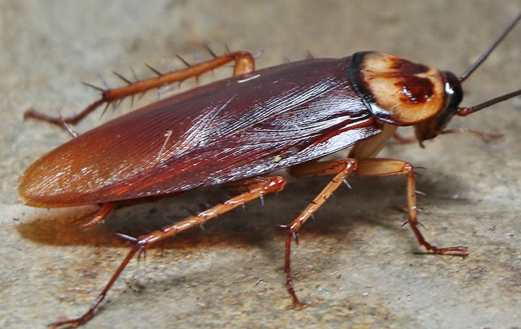 Pest Identification American Cockroach 3.v7 