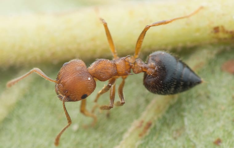 an acrobat ant crawling on a leaf in dallas texas