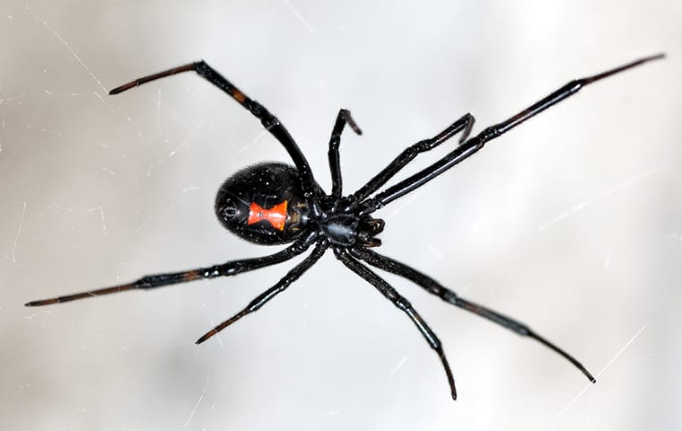 a black widow spider crawling in her web on a window in a dallas texas home