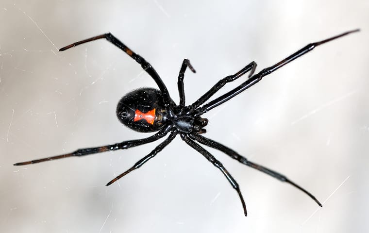 white spider identification