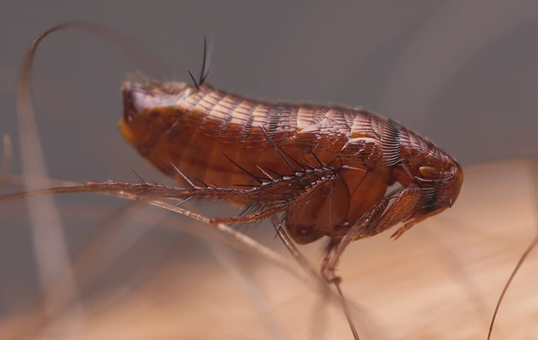 a flea crawling on human skin in dallas texas