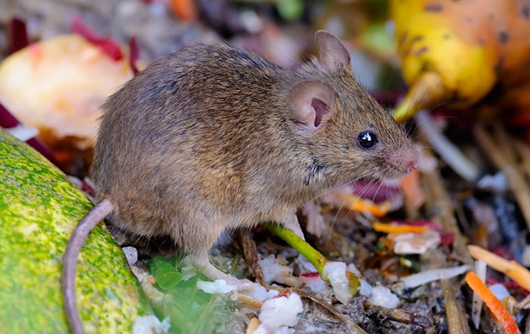 a house mouse crawling on a compost pile in a yard in dallas texas