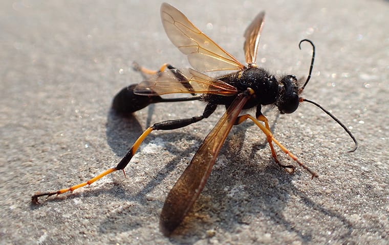 a mud dauber wasp crawling on pavement outside a home in dallas texas