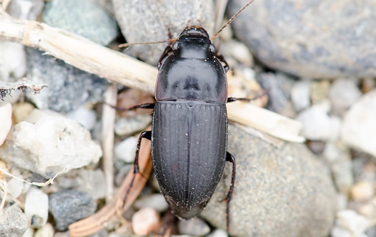 Dallas Metro Area Occasional Invader Identification Addison Pest