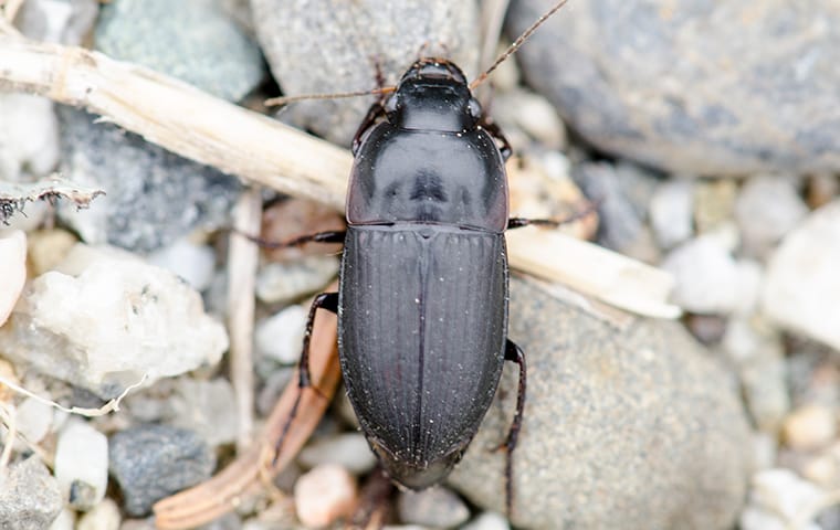 a ground beetle crawling in a dallas texas yard