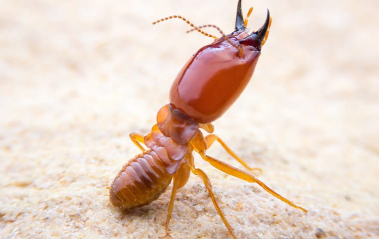 an eastern subterranean termite crawling on a surface in a home in frisco texas