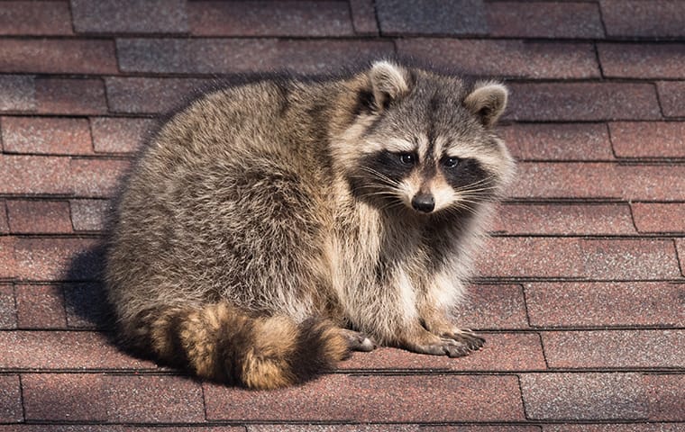 a raccoon sitting on a roof of a home in frisco texas