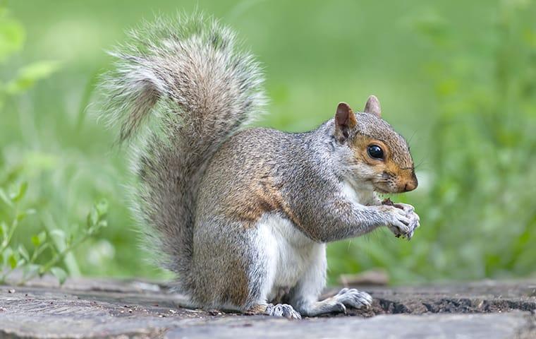 a gray squirrel eating food in a park in dallas texas