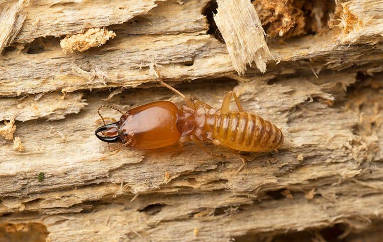 a termite chewing wood in a building in northeast texas