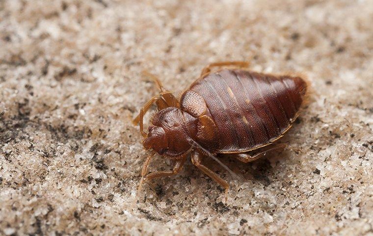 a bed bug crawling on a blanket in a home in hendersonville north carolina