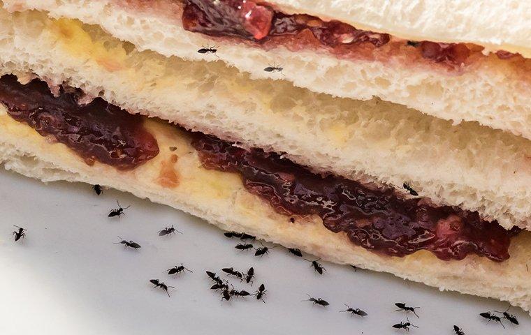ants on a jelly sandwich