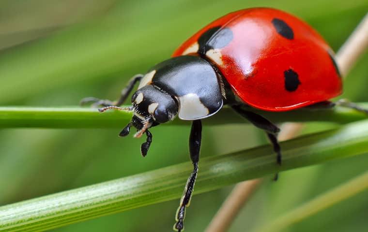 an up close image of a lady bug crawling on a blade of grass