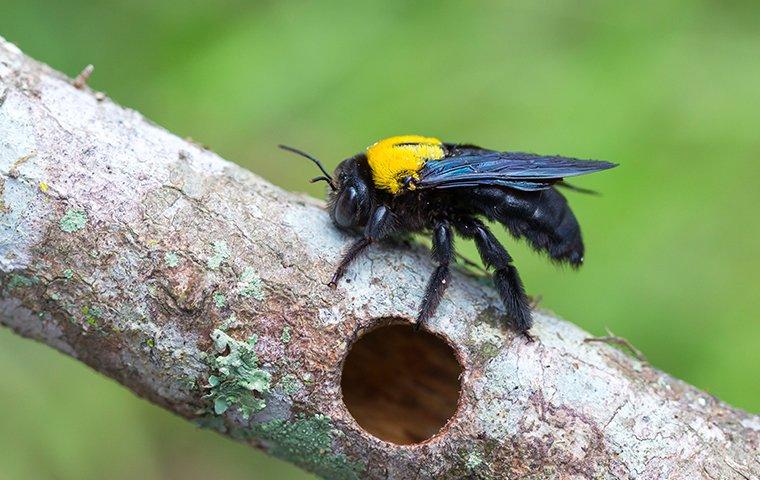 a carpenter bee on a damaged tree branch outside of a home in fletcher north carolina