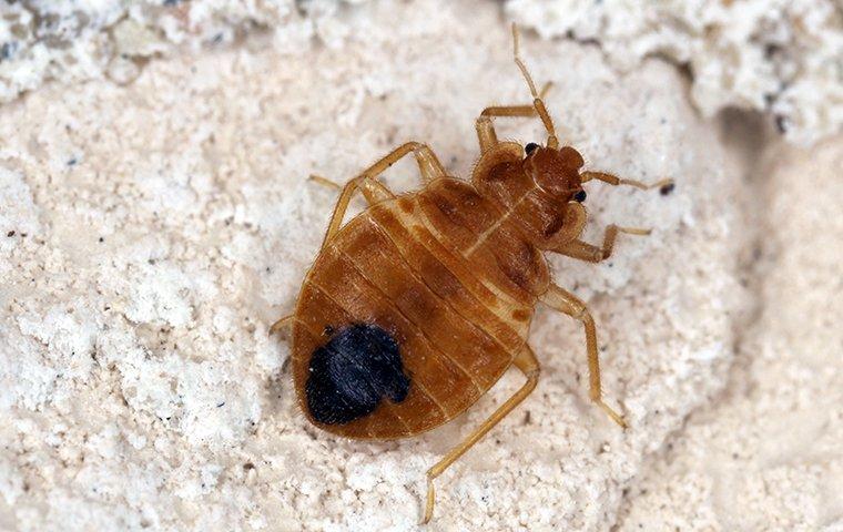 a bed bug crawling on a blanket in a home in hendersonville north carolina