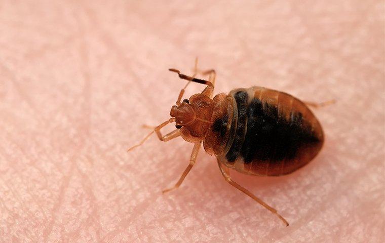 a bed bug on the skin of a person