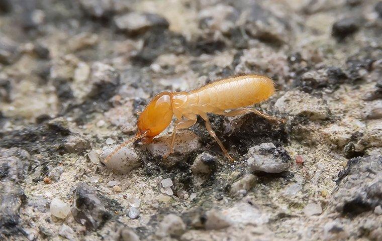 a termite crawling outside of a home in asheville north carolina