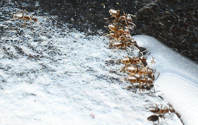 many odorous house ants drinking water on the ground outside of a home in arden north carolina