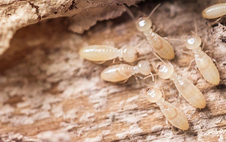 several termites crawling on damaged wood at a home in hendersonville north carolina