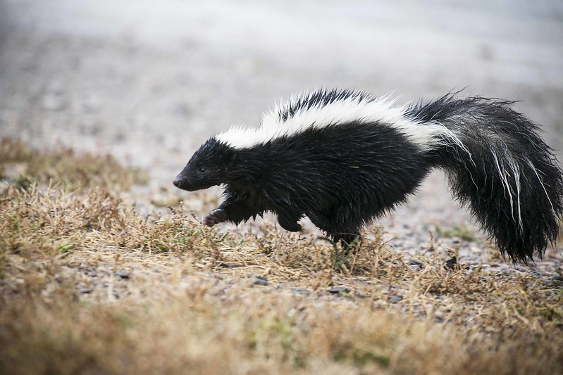 are skunks attracted to dog poop