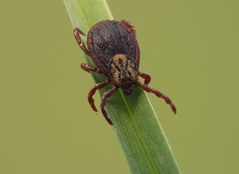 tick crawling on a blade of grass