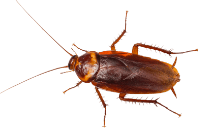 american cockroach